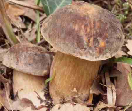  Image name: 51 Porcino.jpg 
 width: 450 pixel 
 height: 378 pixel 
 Size: 12249 bytes 
 Click to enlarge 